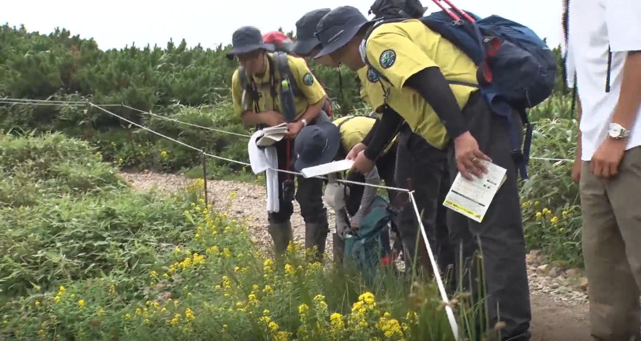 希少な高山植物が群生する高山帯に特定外来生物が侵入・定着することを防ぐため、環境省では定期的にモニタリング調査を実施している。そのモニタリング調査の一場面として、セイヨウオオマルハナバチがいないか、複数の調査員が目視で確認している様子。
