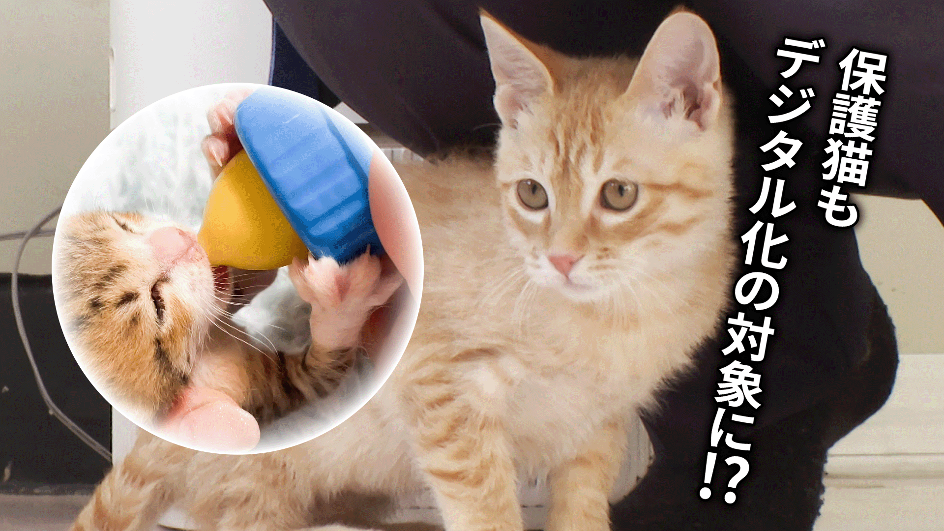 中央に保護猫の画像、向かって左側に丸い罫線で囲われた哺乳瓶に口を付ける子猫の画像、向かって右側に「保護猫もデジタル化の対象に⁉」のテキストが入った画像